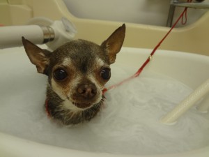 DSC06491