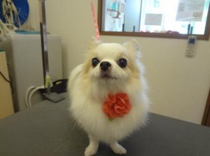 DSC01199