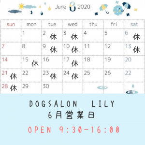 dogsalon lily __________